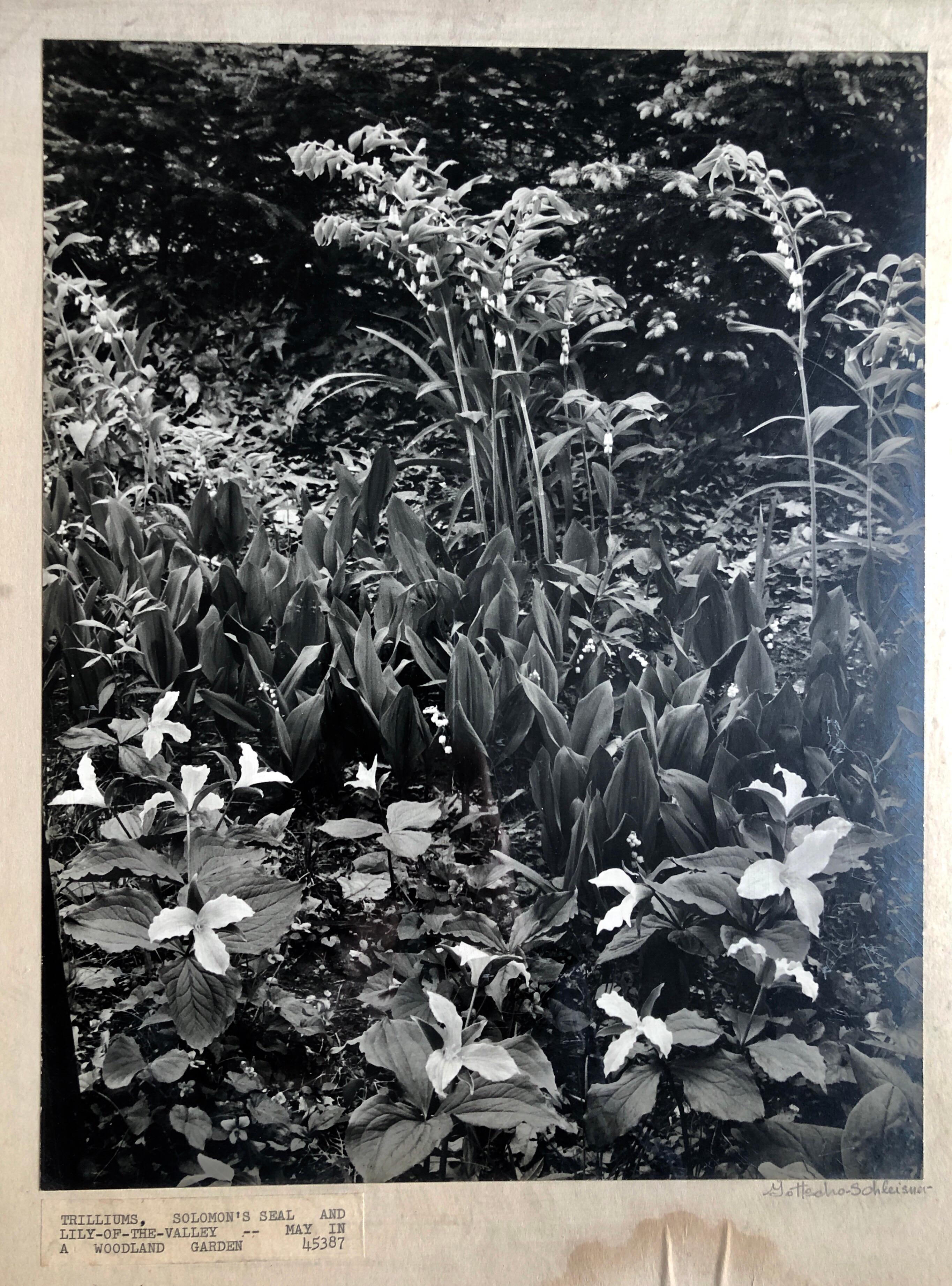 Vintage Silver Gelatin Signed Photograph Samuel Gottscho Garden Flowers Photo NY 1
