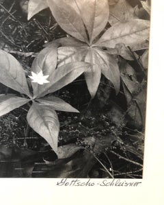 Fotografia d'epoca alla gelatina d'argento firmata Samuel Gottscho Giardino Fiori Foto NY