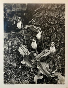 Vintage Silver Gelatin Signed Photograph Samuel Gottscho Garden Flowers Photo NY