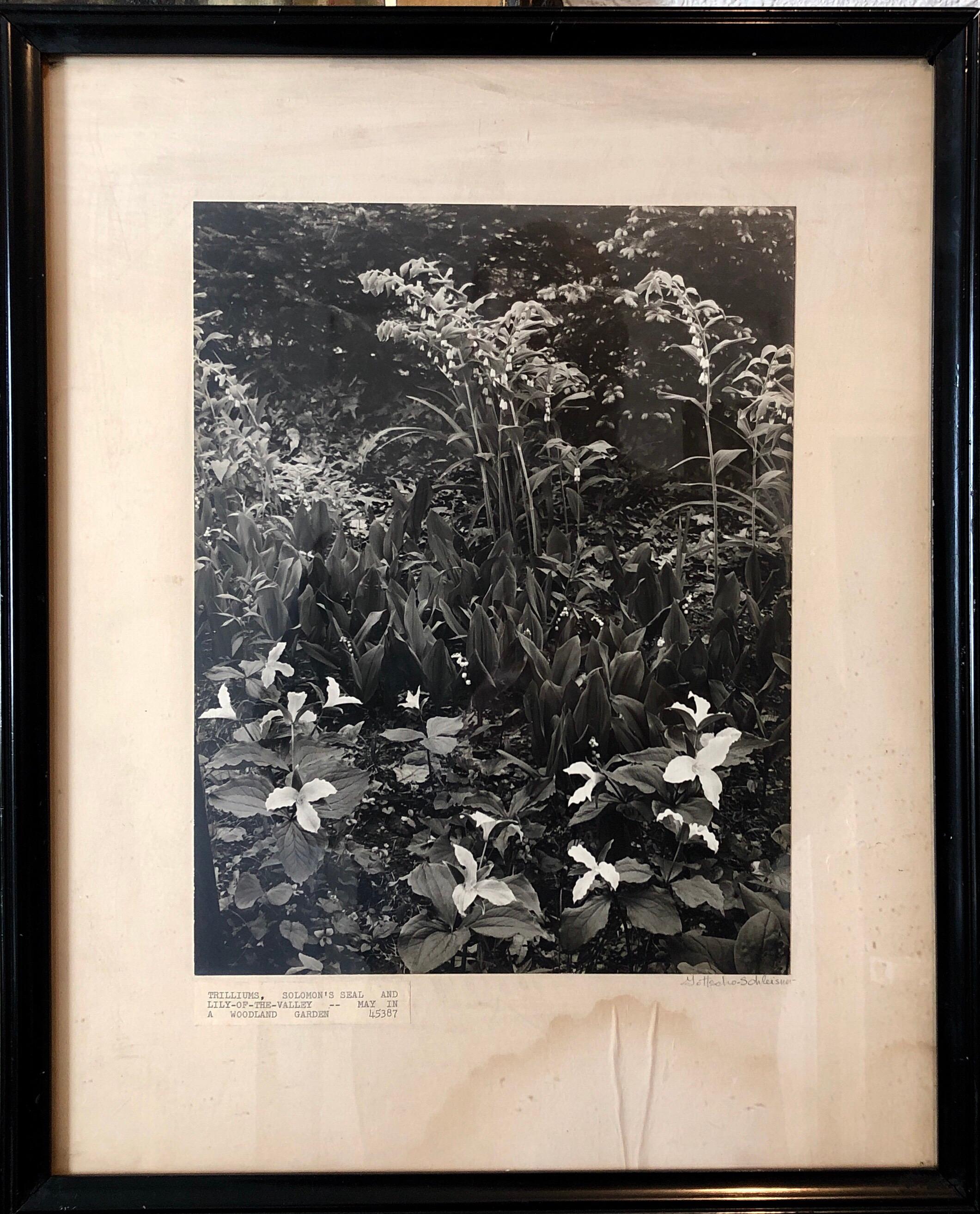 Vintage Silver Gelatin Signed Photograph Samuel Gottscho Garden Flowers Photo NY 2