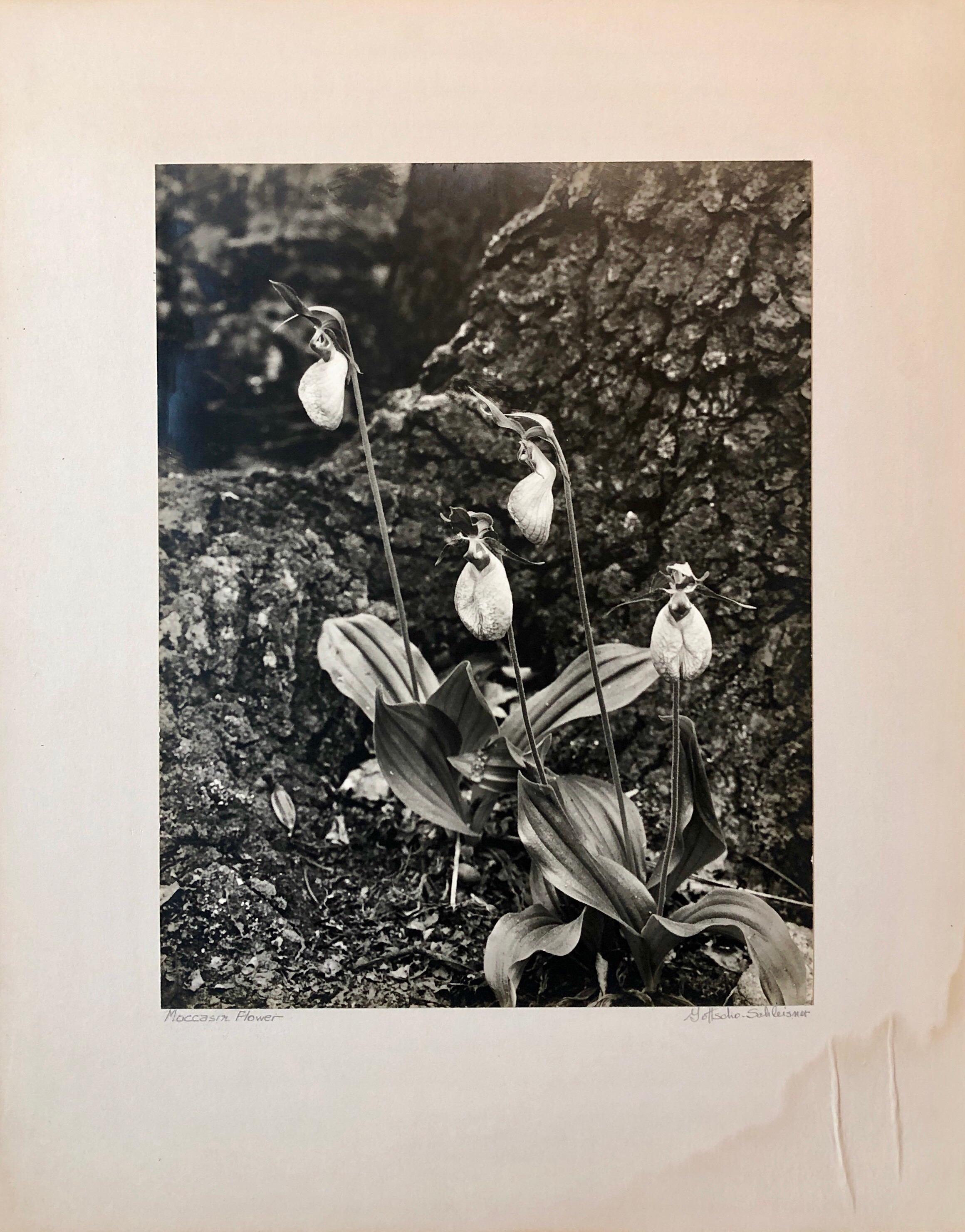 Vintage Silver Gelatin Signed Photograph Samuel Gottscho Garden Flowers Photo NY 1