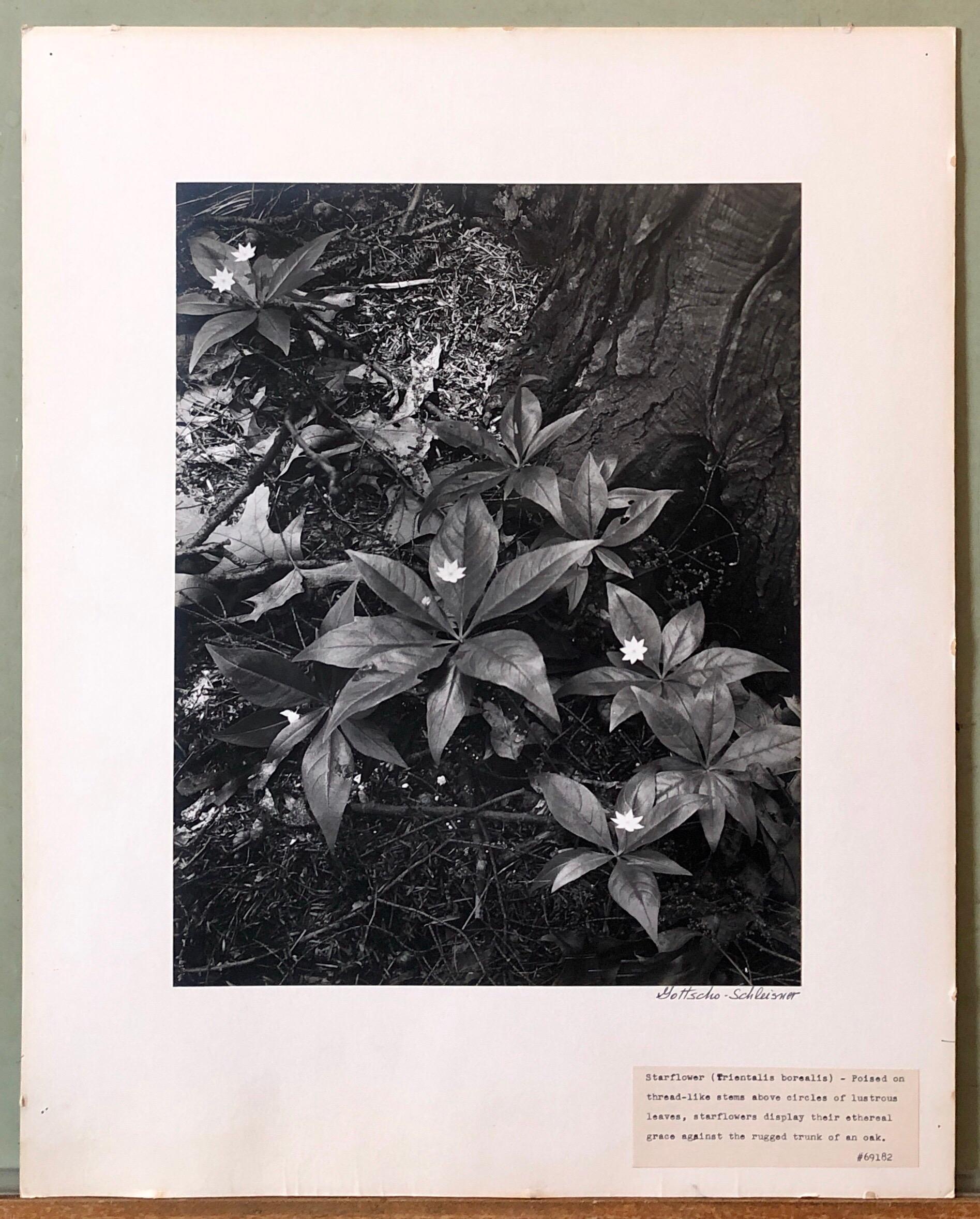 Vintage Silver Gelatin Signed Photograph Samuel Gottscho Garden Flowers Photo NY 1