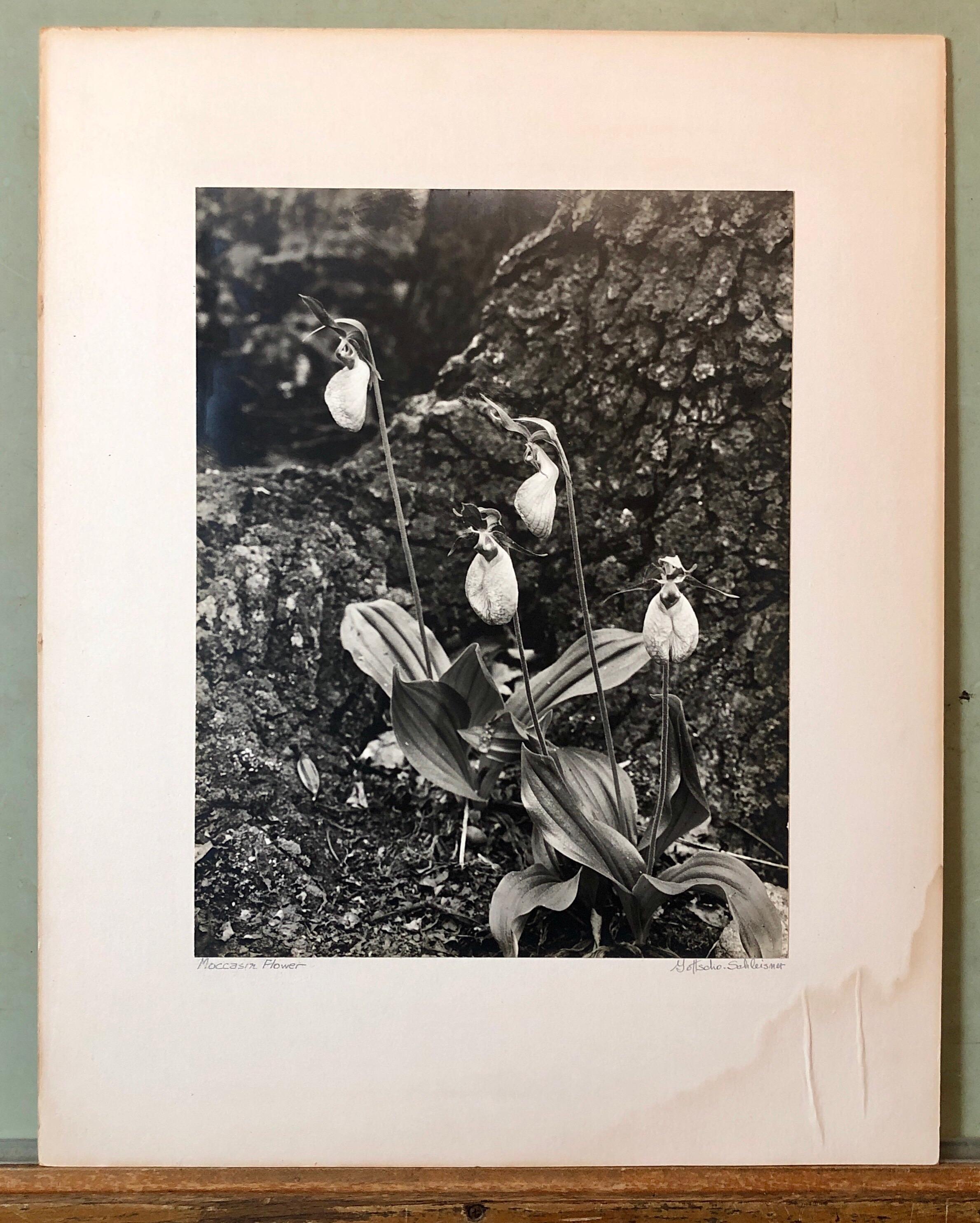 Vintage Silver Gelatin Signed Photograph Samuel Gottscho Garden Flowers Photo NY For Sale 6