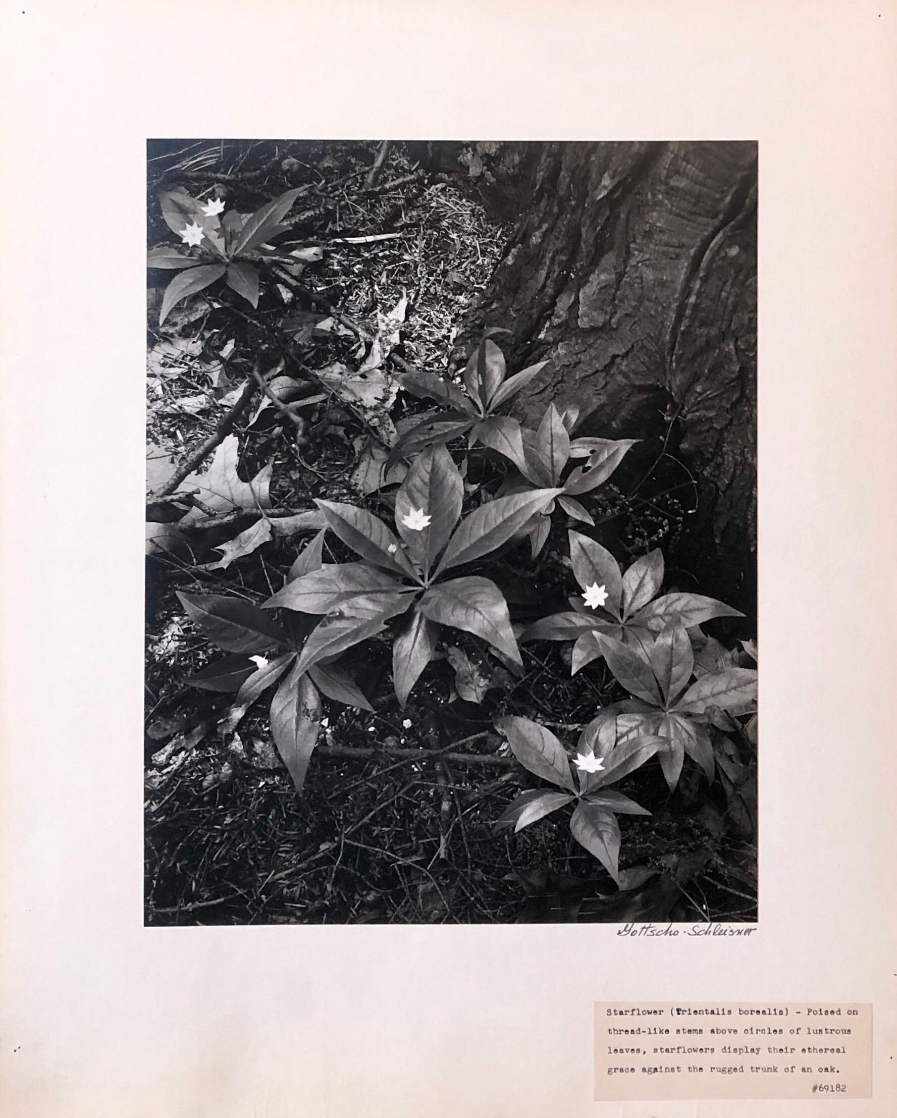 Vintage Silver Gelatin Signed Photograph Samuel Gottscho Garden Flowers Photo NY 2