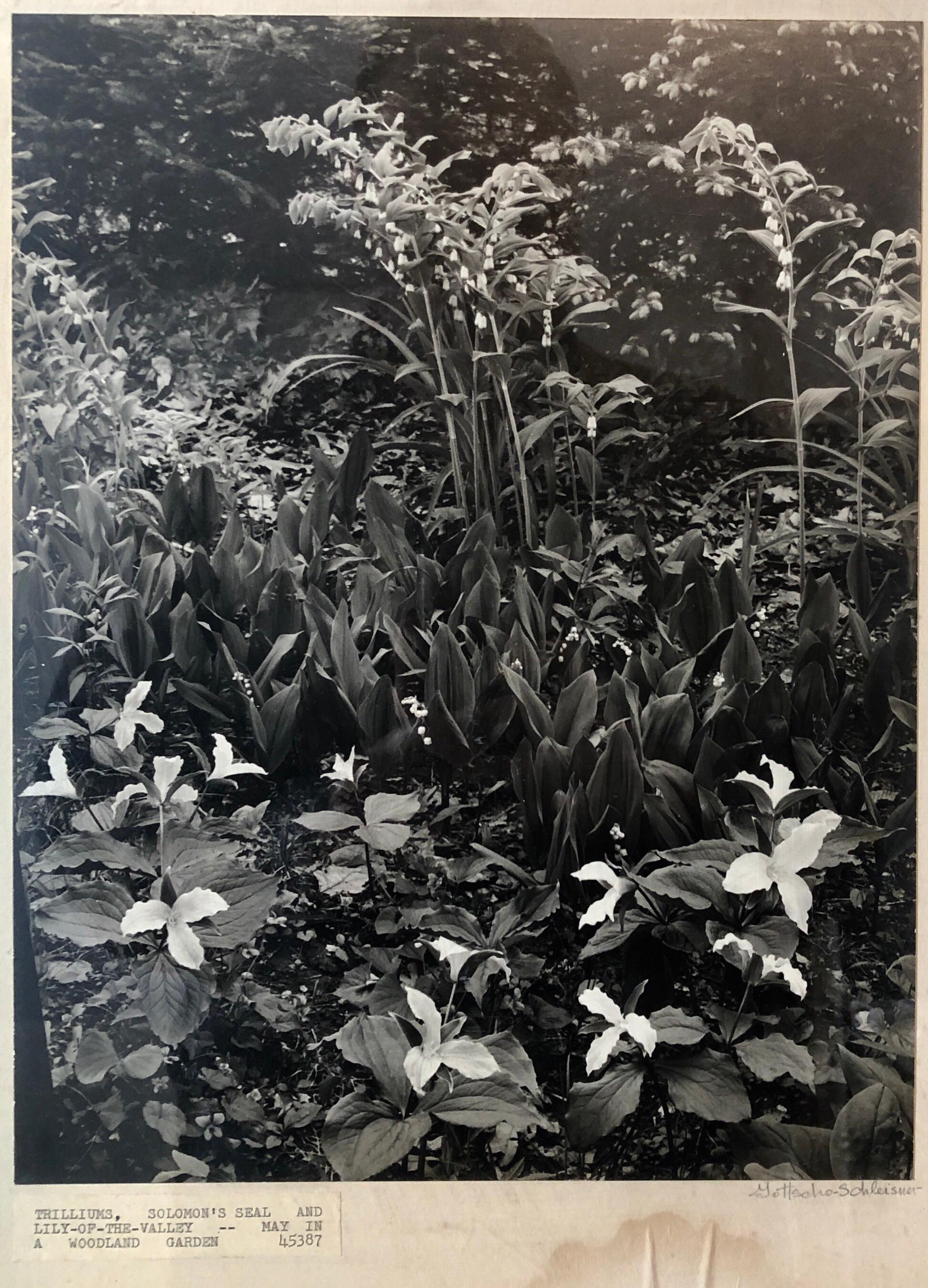 Vintage signé à la main et au tampon des photographes et photo numérotée de trilliums.
Samuel Herman Gottscho (8 février 1875 - 28 janvier 1971) était un photographe américain d'architecture, de paysage et de nature.
Samuel Gottscho est né à