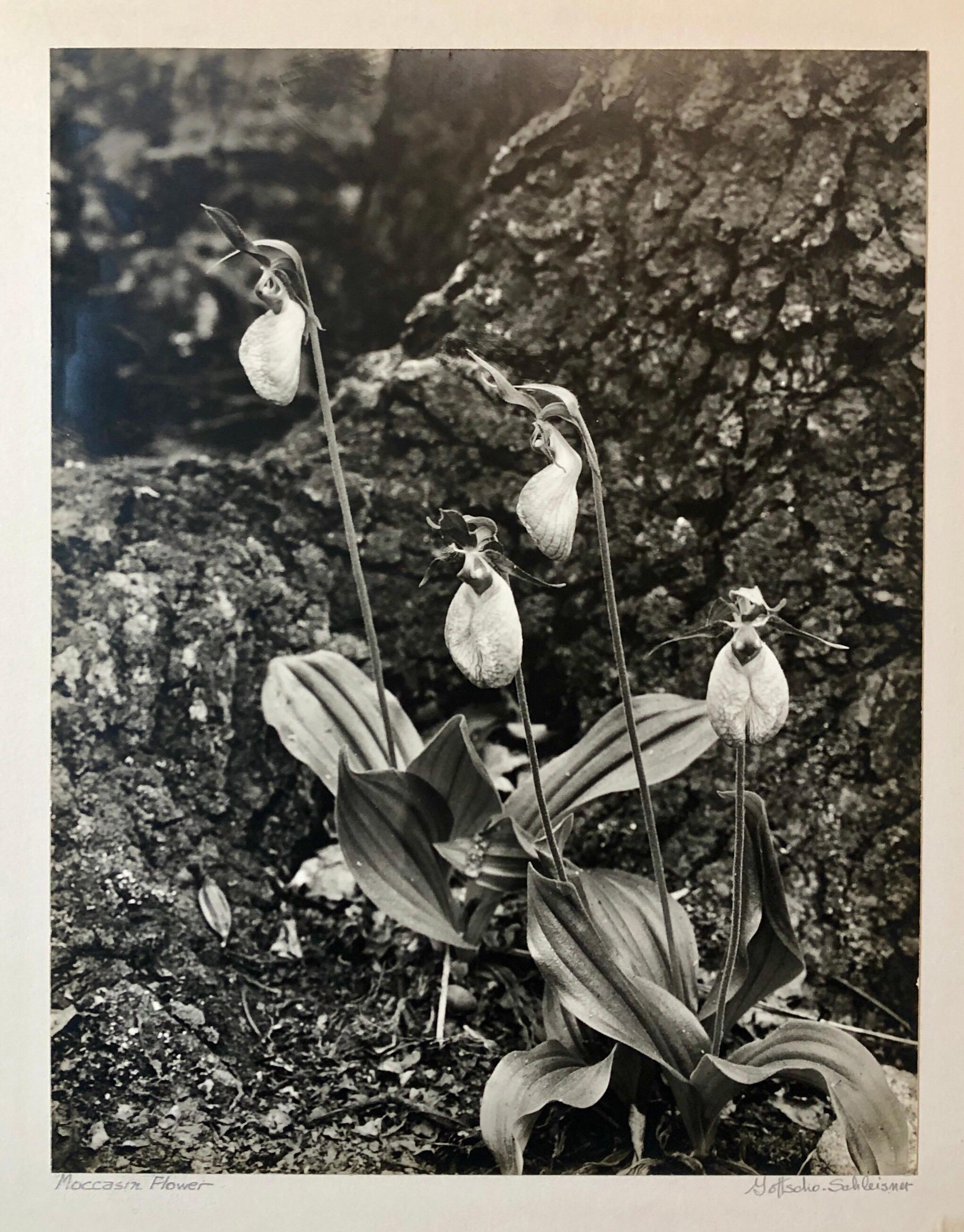 Vintage hand signed and stamp signed with the photographers stamp and numbered photo of Moccasin Flower.
Samuel Herman Gottscho (February 8, 1875 - January 28, 1971) was an American architectural, landscape, and nature photographer.
Samuel Gottscho