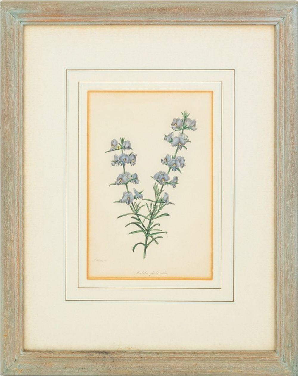 Botanische handkolorierte Stiche, Paar – Print von Samuel Holden