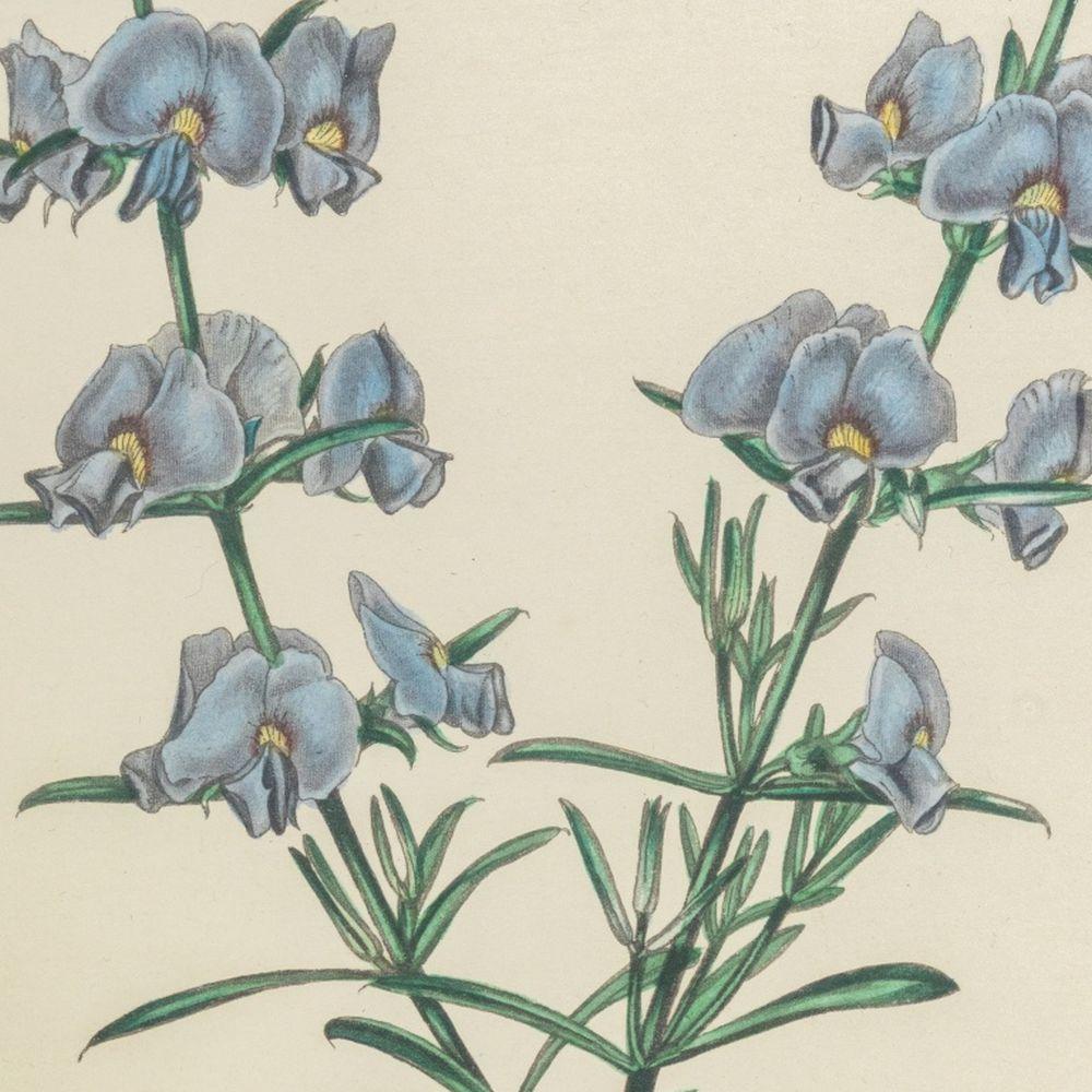 Botanische handkolorierte Stiche, Paar (Naturalismus), Print, von Samuel Holden