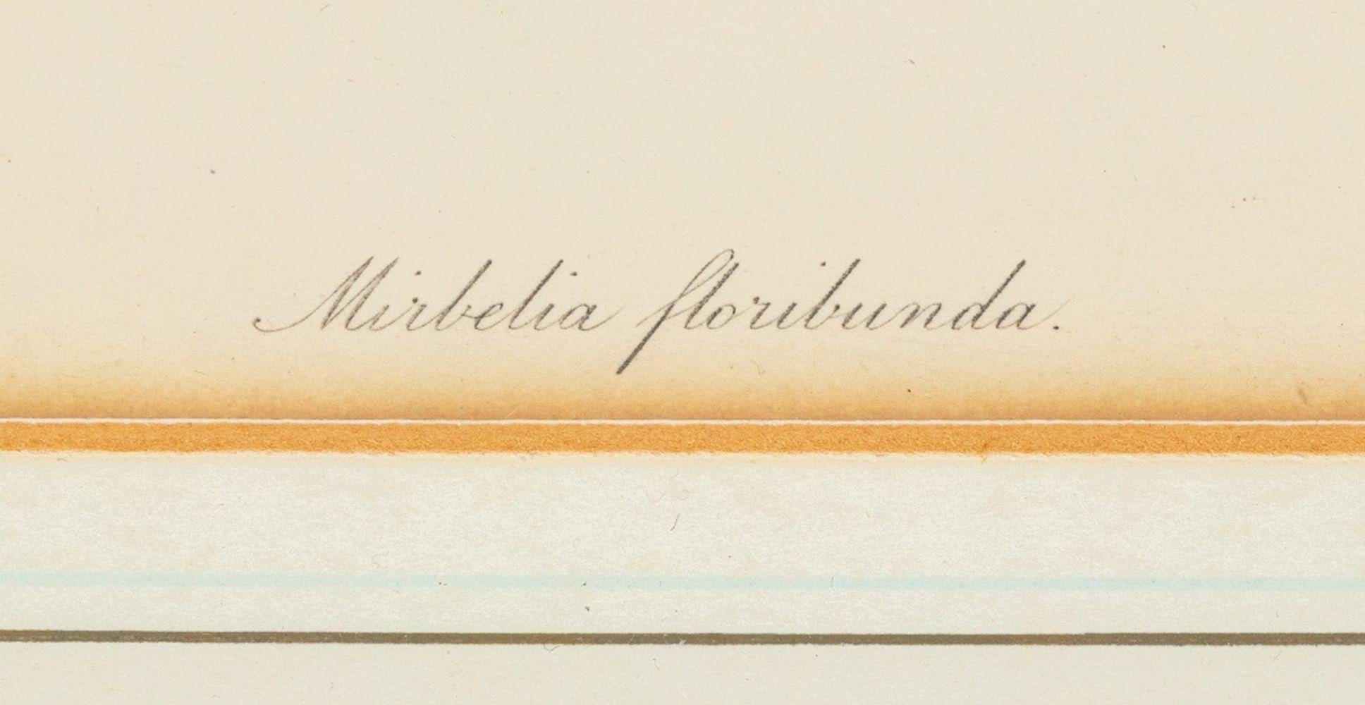 Paar botanische Handkolorierungen, 19. Jahrhundert, bestehend aus: Samuel Holden (Englisch, 1800-1860), 