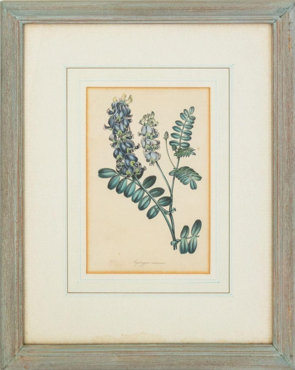 Botanische handkolorierte Stiche, Paar im Angebot 1