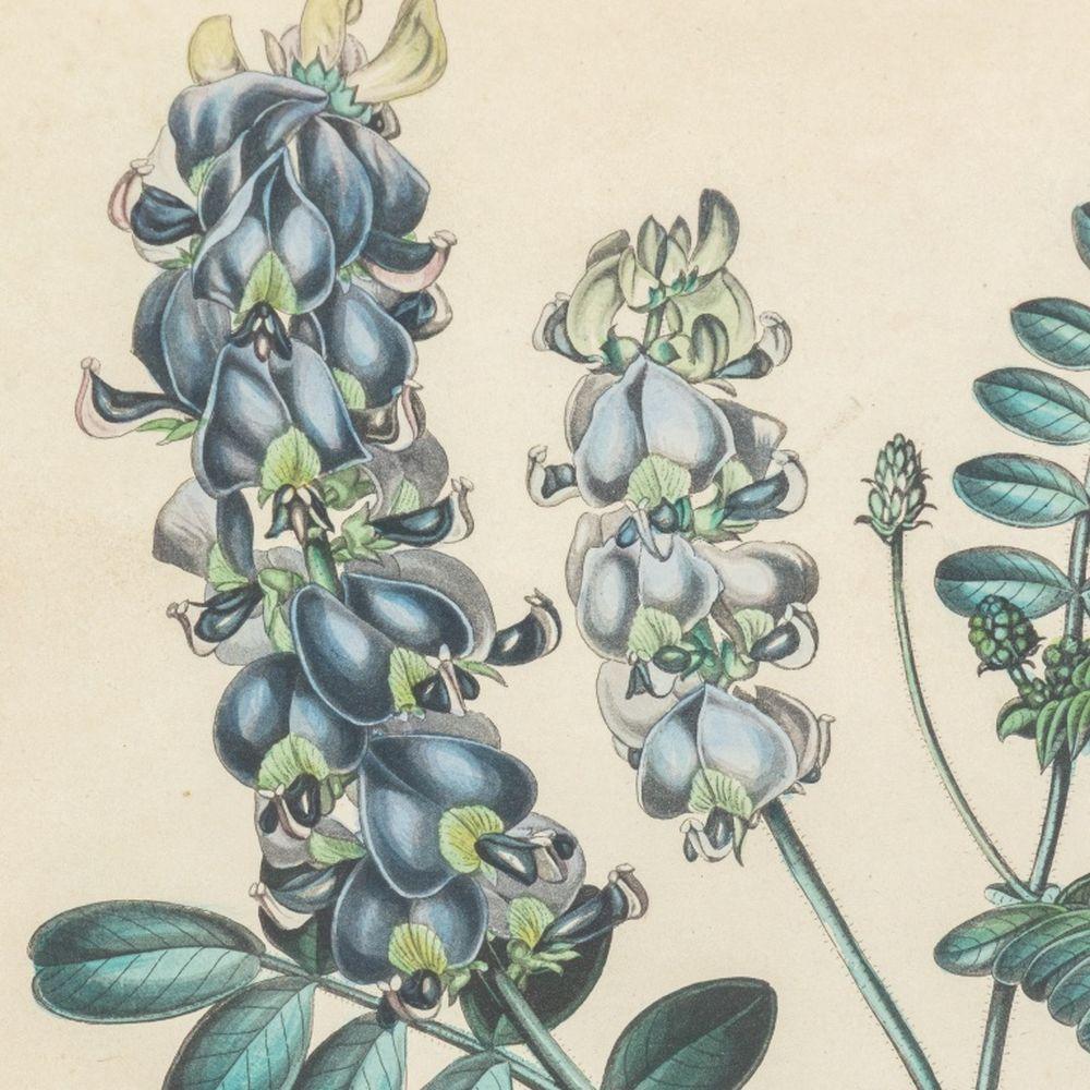 Botanische handkolorierte Stiche, Paar im Angebot 2