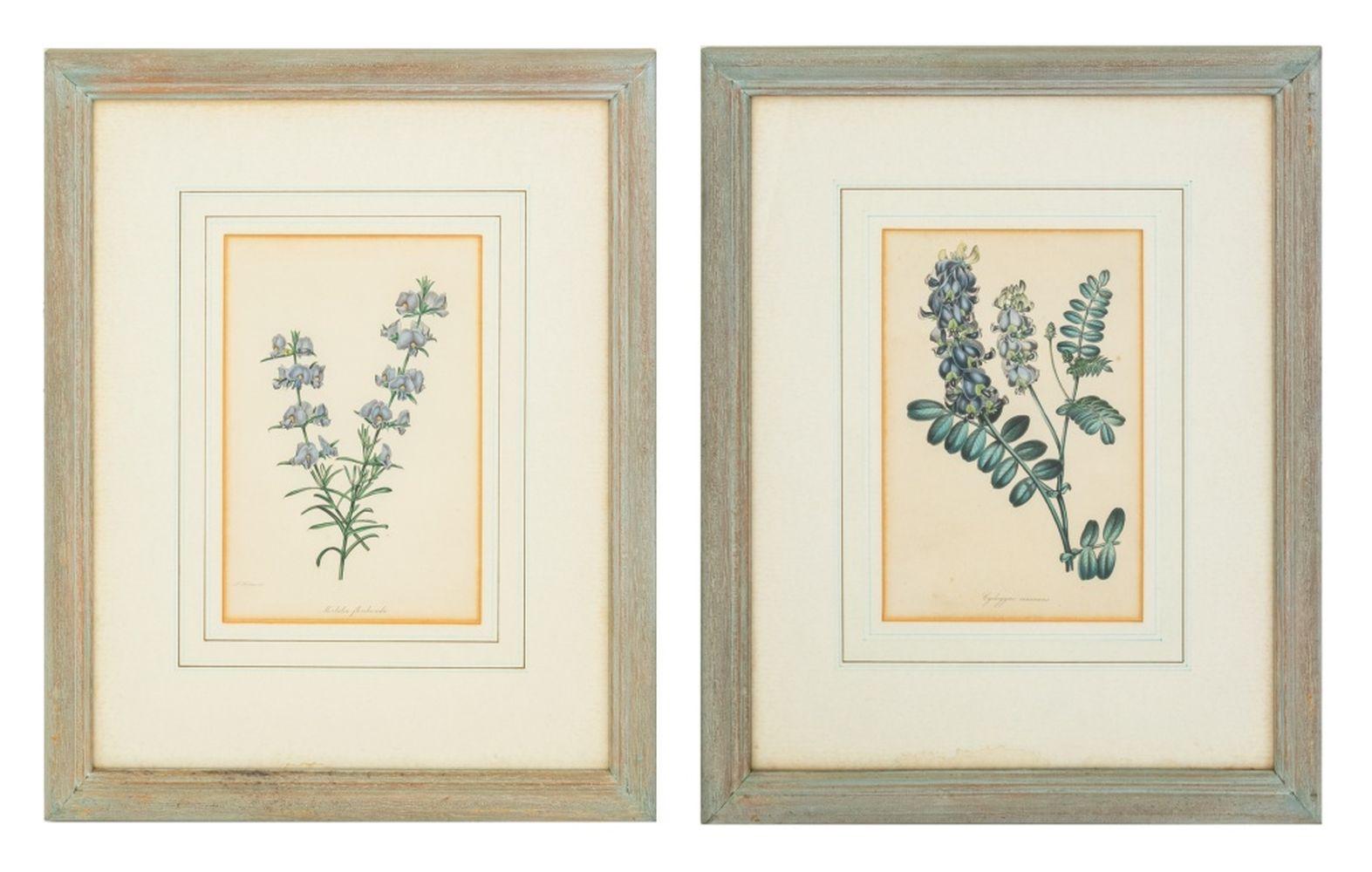Samuel Holden Print – Botanische handkolorierte Stiche, Paar