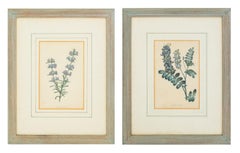 Botanische handkolorierte Stiche, Paar