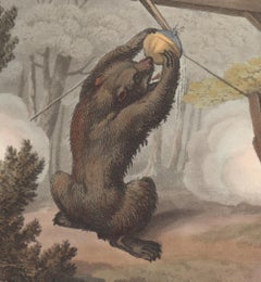 A Trap to Shoot the Bear, aquatint engraving hunting print, 1813