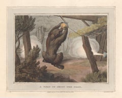 Antique A Trap to Shoot the Bear, aquatint engraving hunting print, 1813