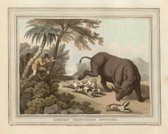 La chasse aux rhinocros africains, gravure ancienne de chasse africaine, 1813