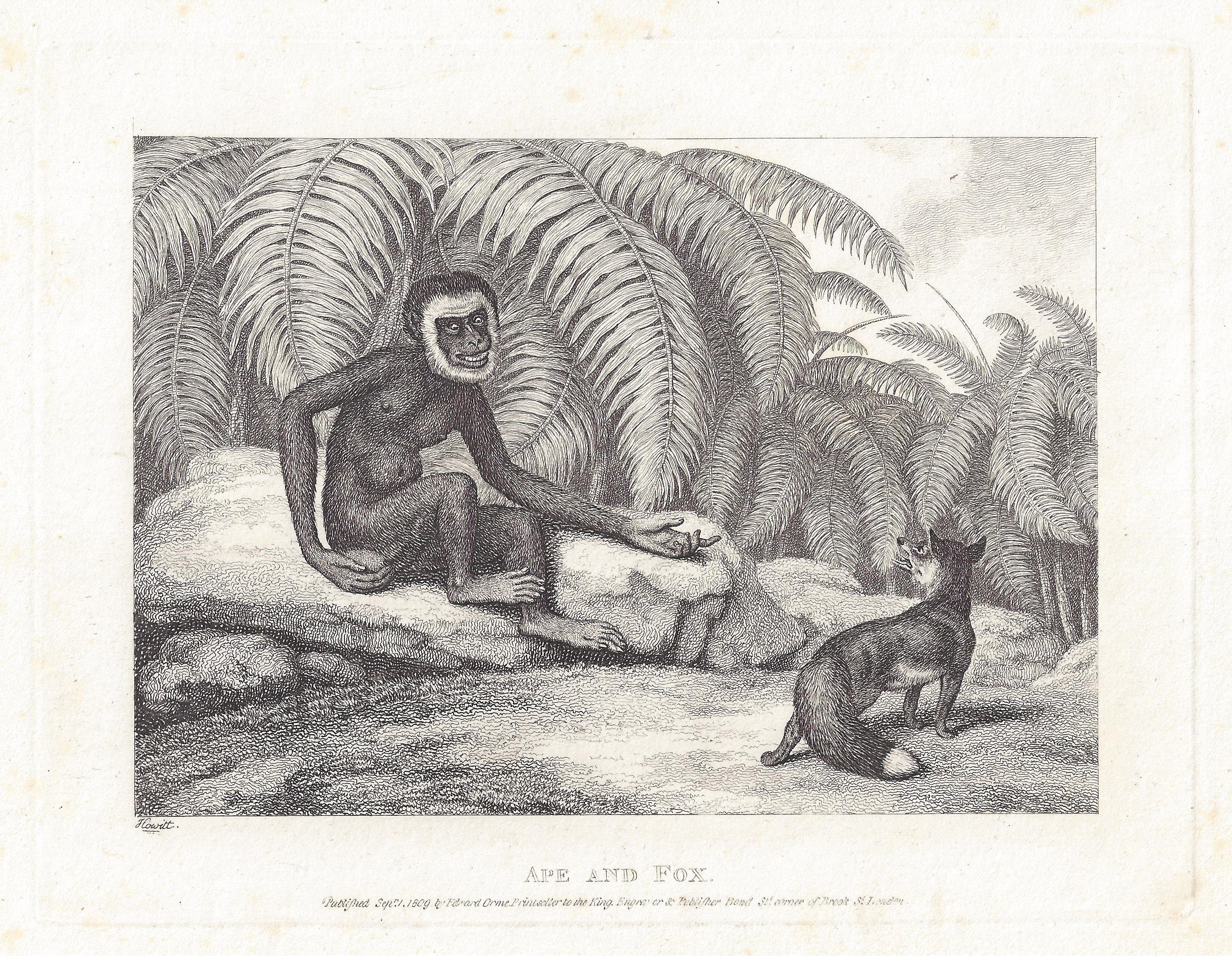 Peu de renard et de renard, gravure ancienne en fable d'animaux de Samuel Howitt