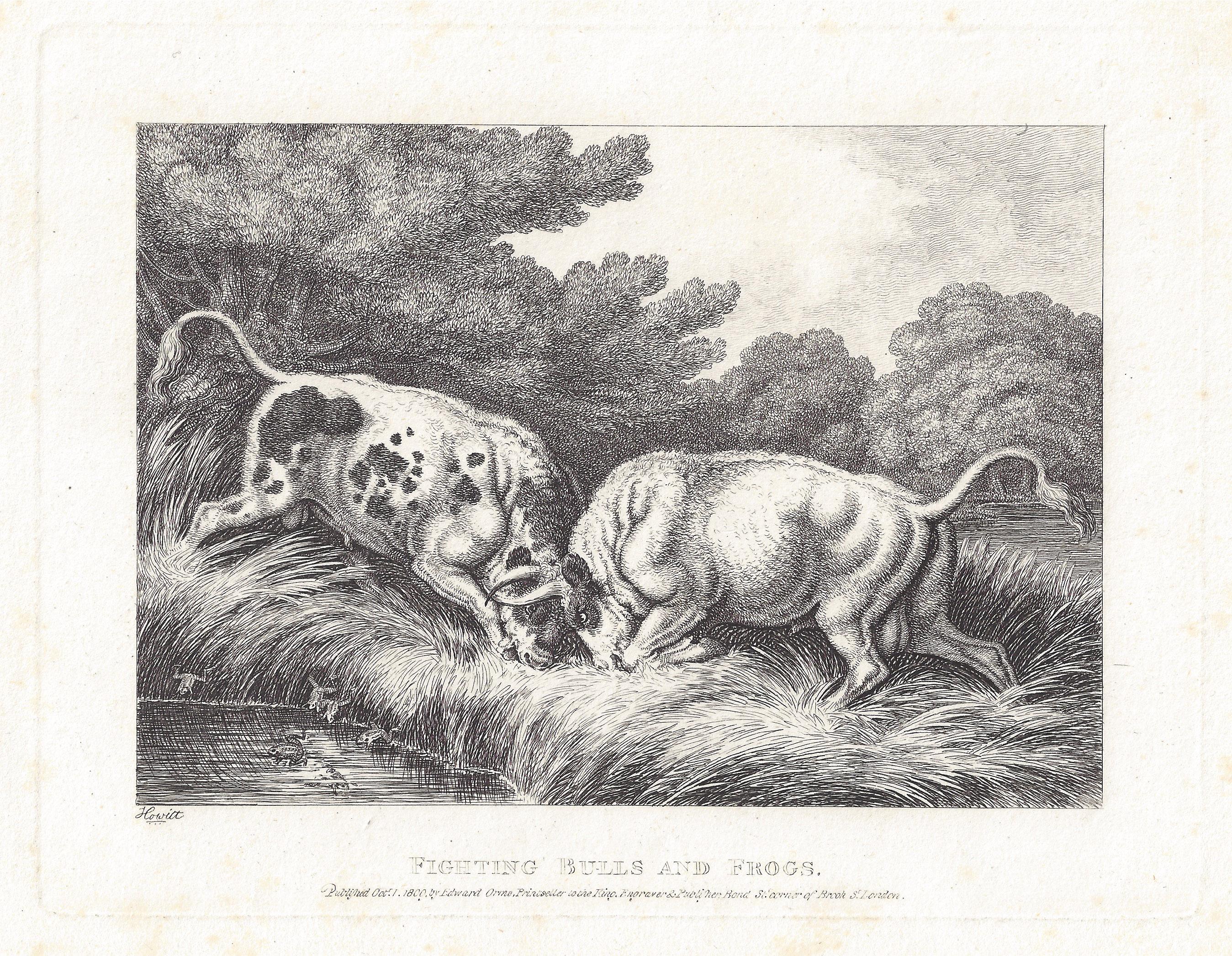 Fighting Bulls and Frogs, antike Tierfabel-Radierung von Samuel Howitt