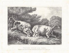 Fighting Bulls and Frogs, antique animal fable etching by Samuel Howitt