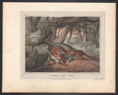 German Wolf Trap, aquatint engraving field sport hunting print, 1813