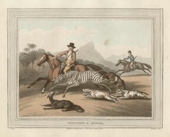 Hunting a Zebra, African hunting engraving print, 1813