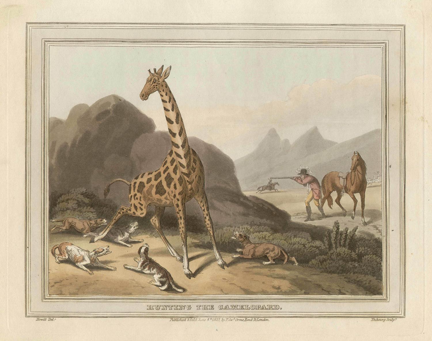 Hunting the Camelopard (Giraffe), antique African hunting engraving print, 1813