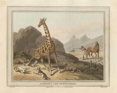 Die Jagd auf dem Kamelienkopf (Giraffe), antiker afrikanischer Jagdgravurdruck, 1813