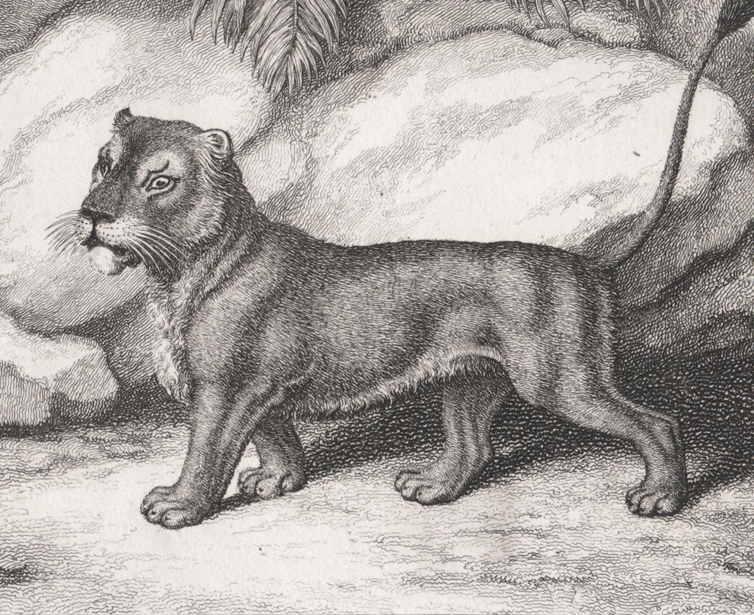 Lioness und Fuchs, antike Tierfabel-Radierung von Samuel Howitt im Angebot 1