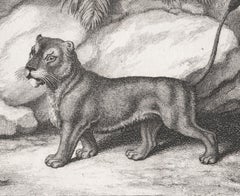 Lioness and Fox, antique animal fable etching by Samuel Howitt