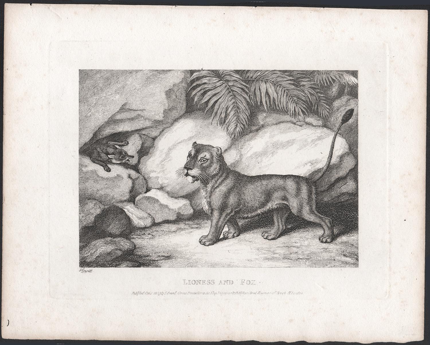 Lioness und Fuchs, antike Tierfabel-Radierung von Samuel Howitt im Angebot 2