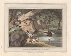 North America Bear Hunt, aquatint engraving field sport print, 1813