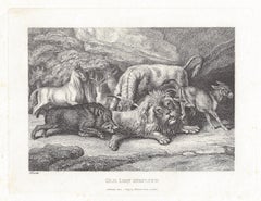 Old Lion Insulted, antique animal fable etching by Samuel Howitt