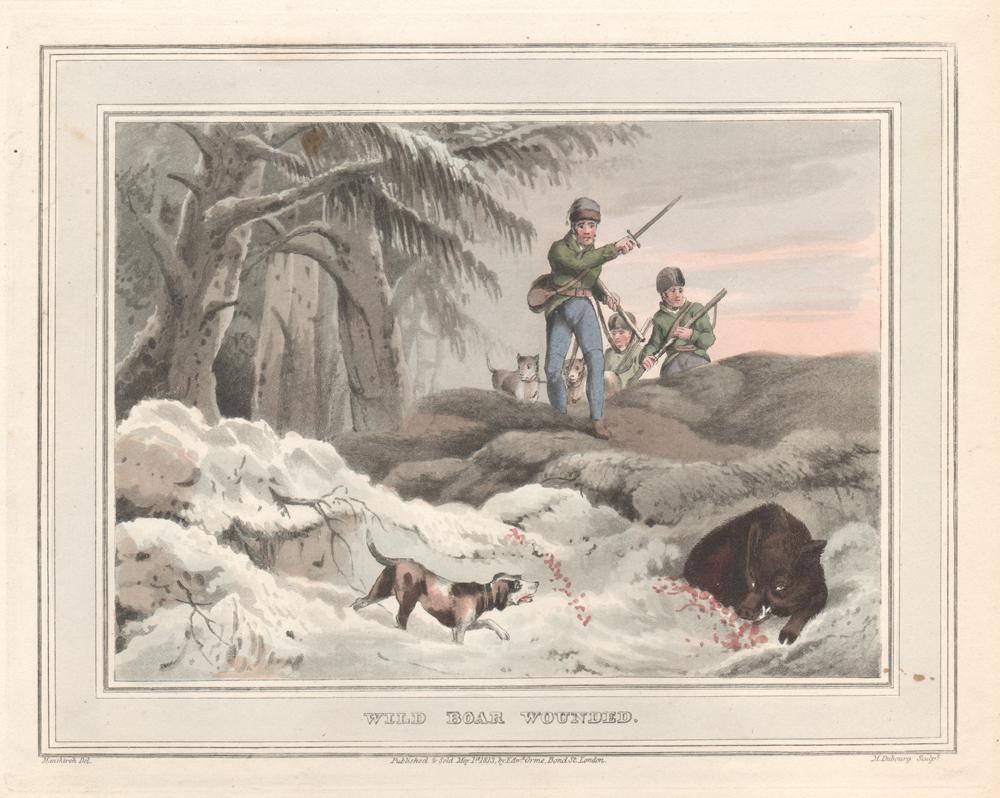 Samuel Howitt Animal Print - Wild Boar Wounded, aquatint engraving hunting print, 1813