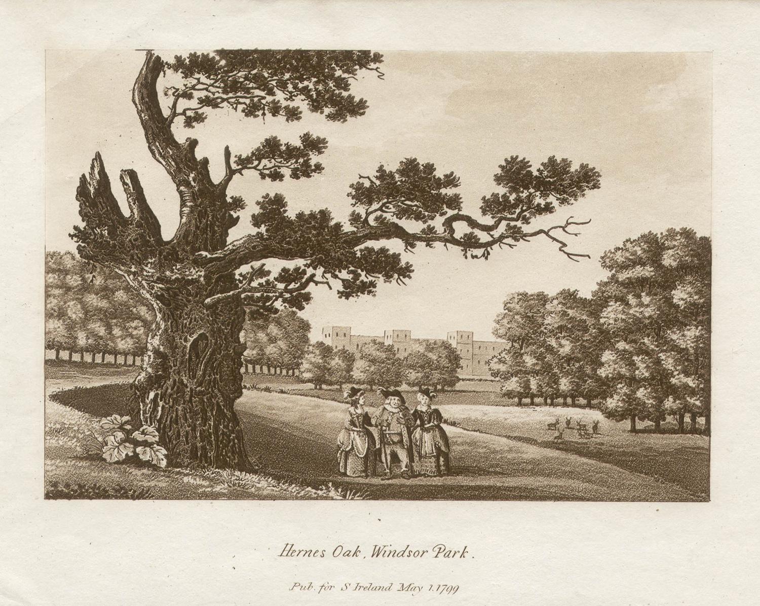 Samuel Ireland Landscape Print - Hermes Oak, Windsor Park, late 18th century English sepia aquatint, 1799