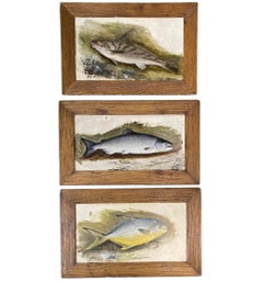 Kingfish, Salmon, & Pompano