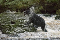 Black Spirit Bear #3 (black bear, river, water, fish)