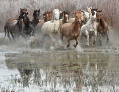 Power (horse herd, stampede, water, reflections, brush)