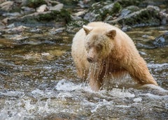 Spirit Bear #2 (polar bear, photograph, flora and fauna)