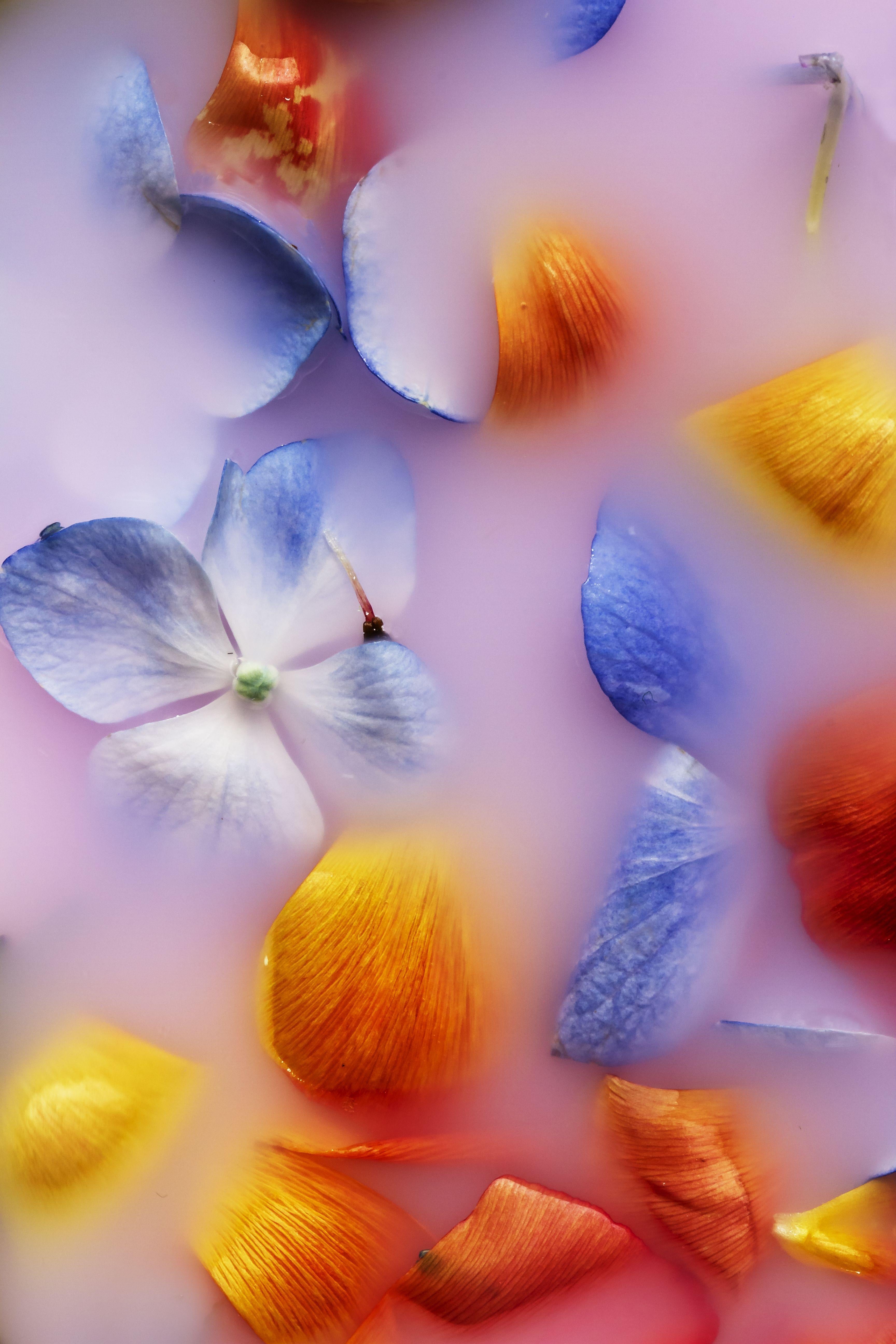 El Lenguaje de las Flores, Photograph, C-Type