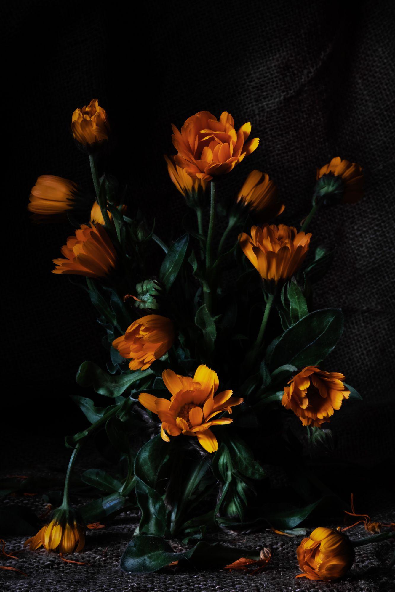 Sandra Platas Hernandez Color Photograph – Flores de mi JardÃn, Fotografie, C-Typ