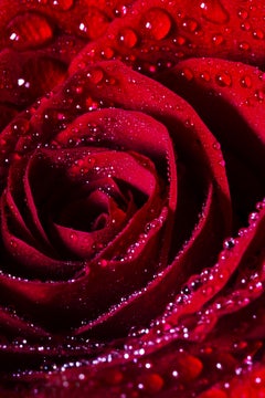 Agua de Rosas, numérique sur papier