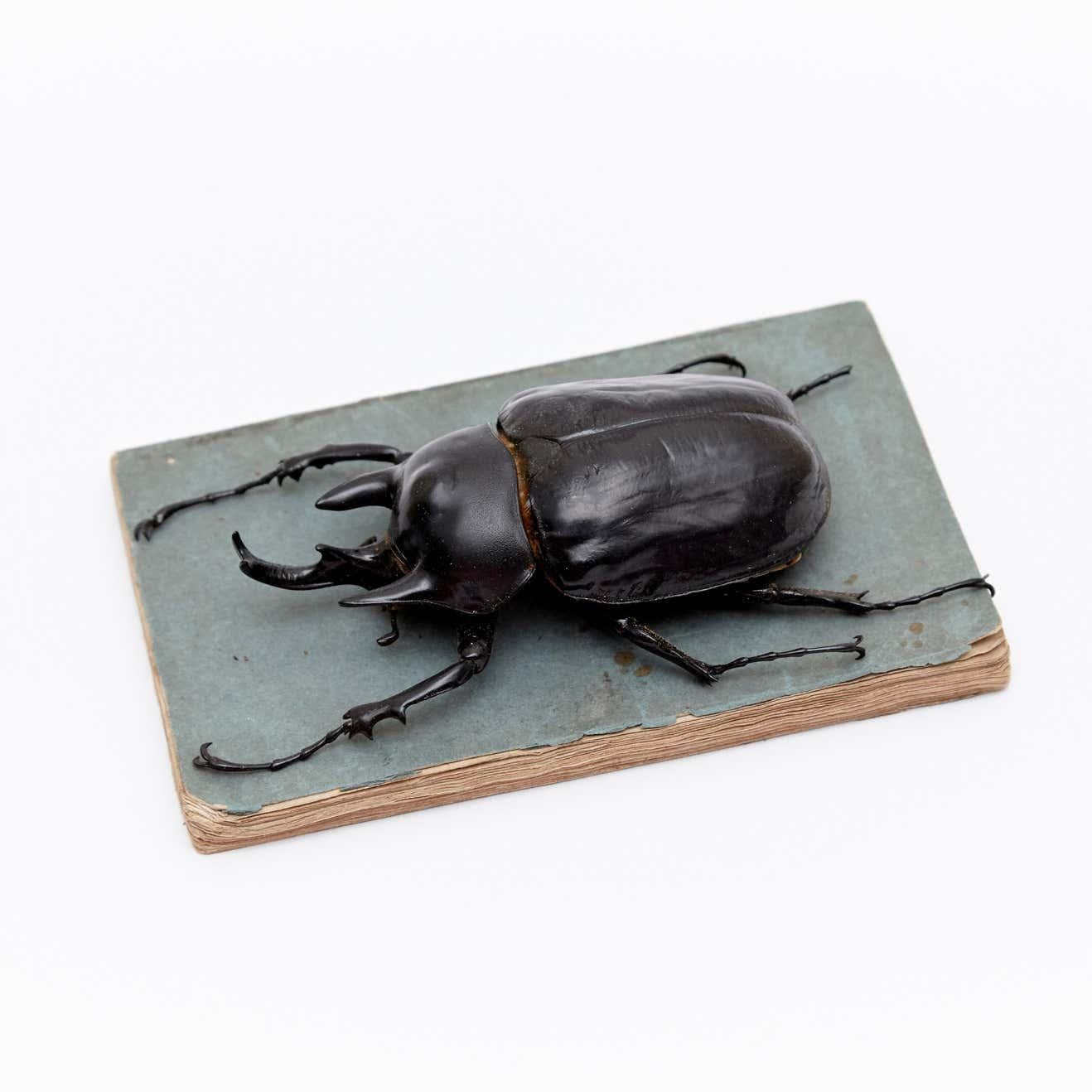 Minimalism contemporary art still life

Protection, 2017
Taxidermy, note book 

Measures: 2 × 5 9/10 × 3 7/10 in
5 × 15 × 9.5 cm

By Sandro made in Berlin in 2017.

