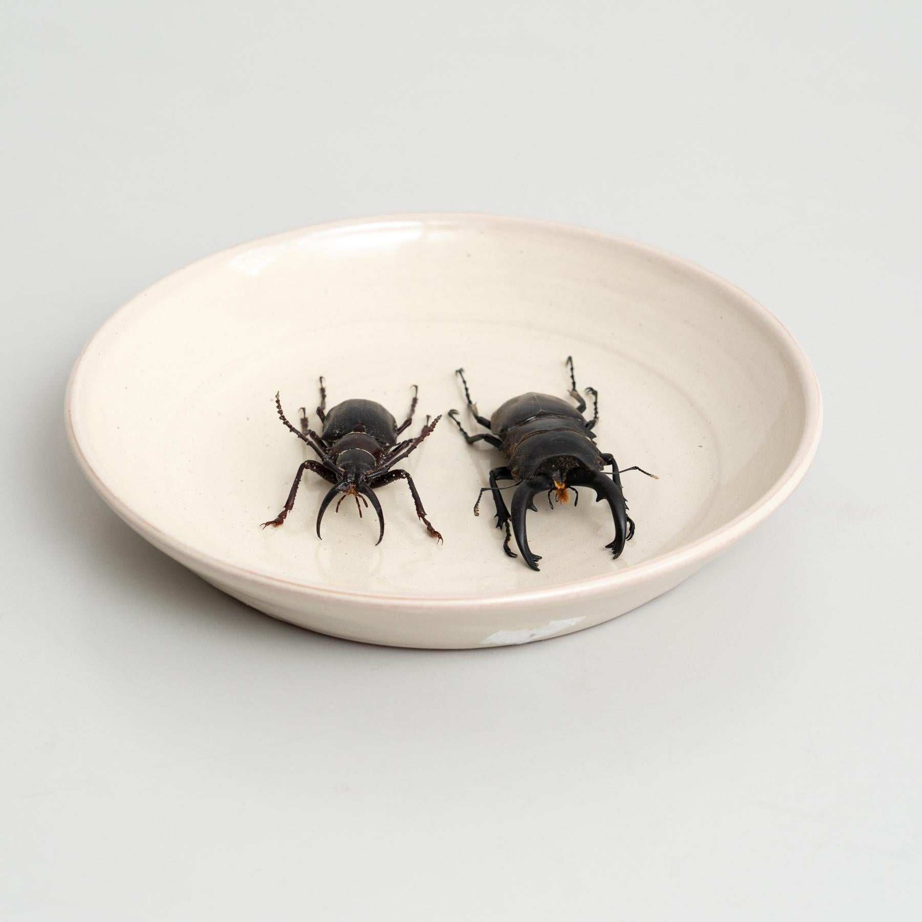 Sandro couple sculpture, 2017 

Taxidermy, Ceramic Plate.

Made in Berlin in 2017.

  