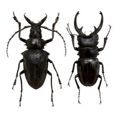 Sandro Couple Sculpture, 2017