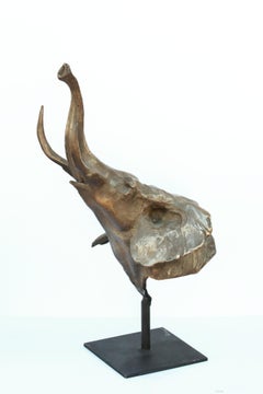 Trumpeting Elefantenstudie