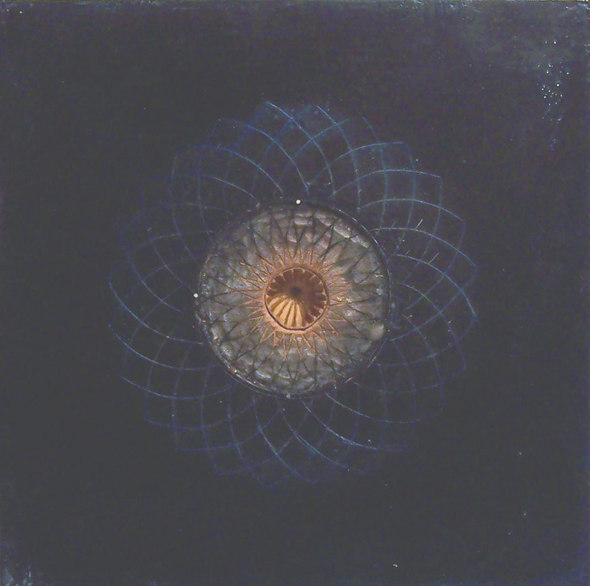 Sans titre (Gousse de pavot noir) : Œuvre d
art à l
encaustique - Mixed Media Art de Sara Crisp