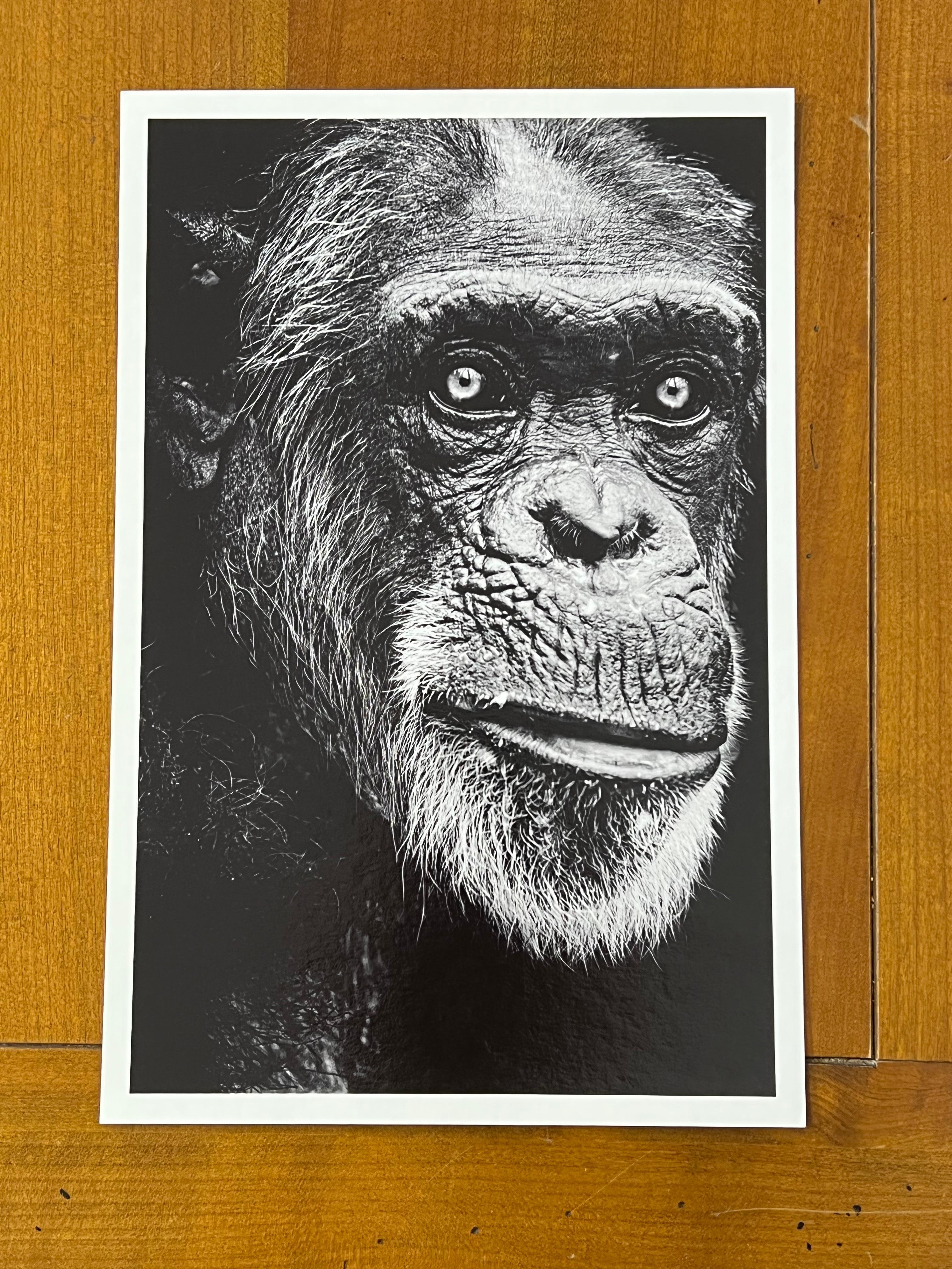 Chimpancé (Pan troglodytes)
En las publicaciones anglosajonas, el adjetivo 