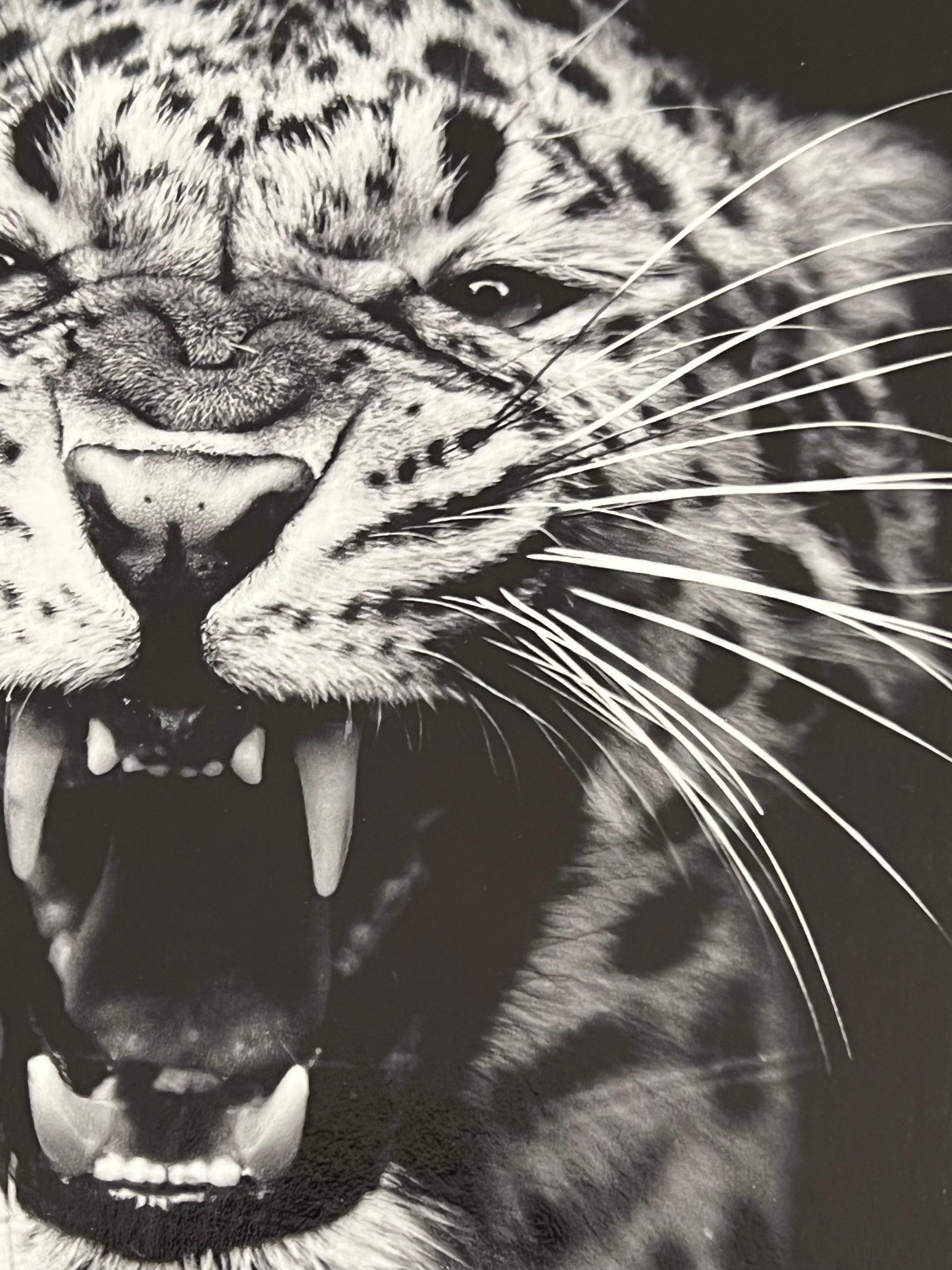 Panthère de chine (Panthera pardus japonensis)
Si può associare la presenza di alcuni tratti di personalità a una propensione al benessere dell'animale. Nel caso del leopardo, si è potuto mettere in evidenza il tratto del névrosisme (tendenza a