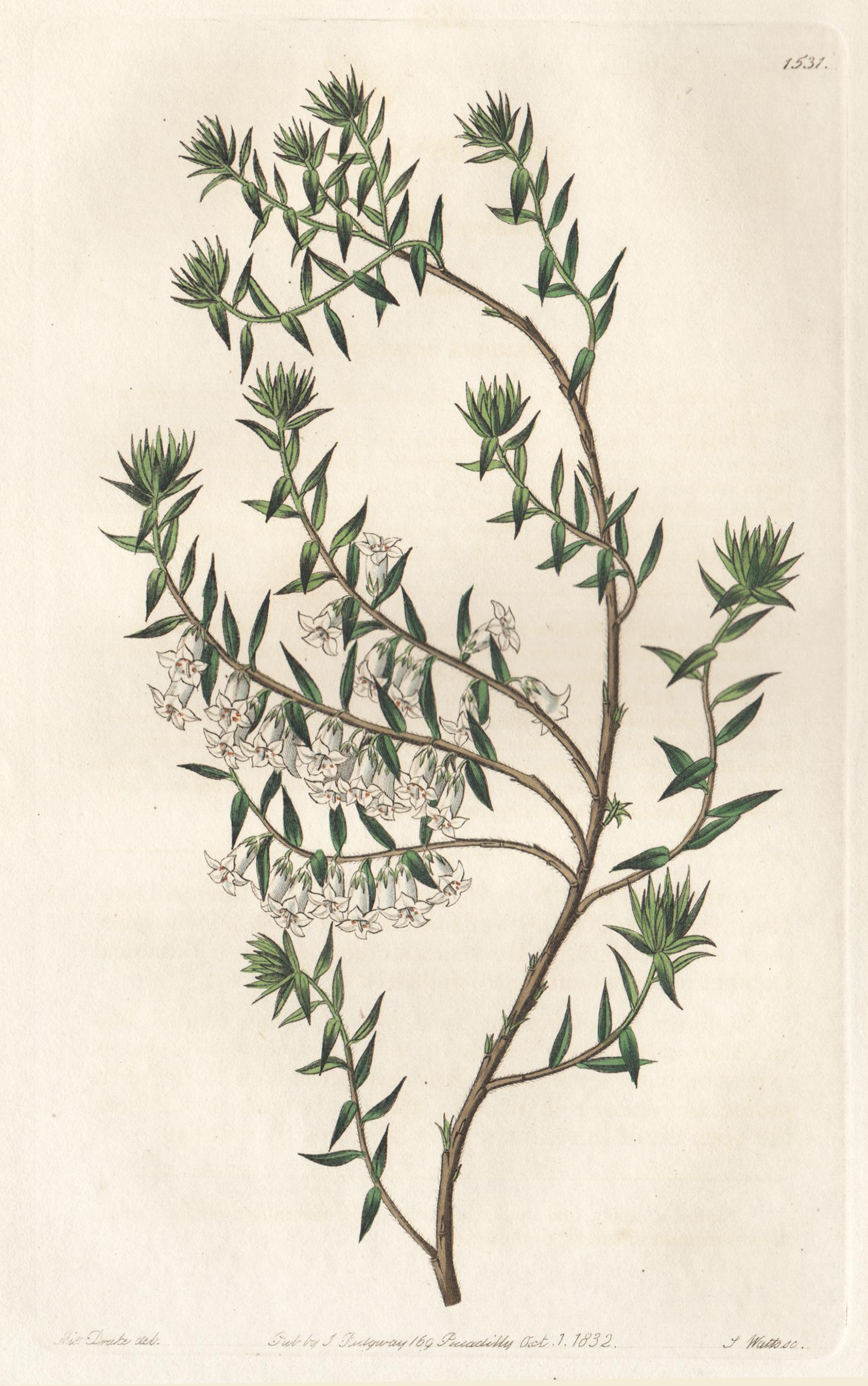 4 19th century Australian native botanical engravings - Print by Sarah Ann Drake 