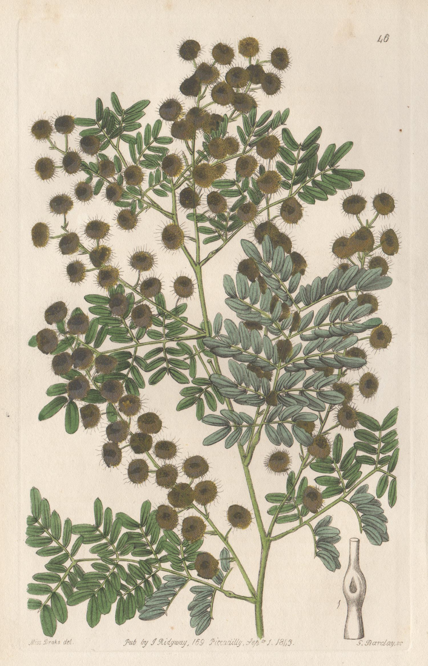 Sarah Ann Drake  Still-Life Print - 4 19th century Australian native botanical engravings